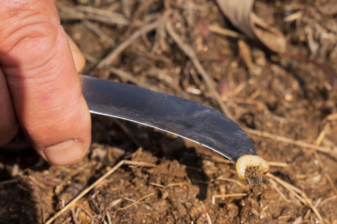 İzmir Büyükşehir Belediyesi, Kestane Kanseriyle Mücadelede Üreticilere Destek Veriyor