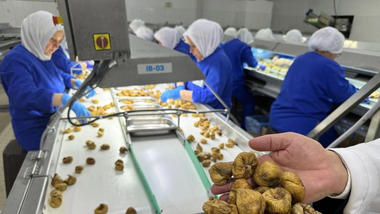 Kuru İncir Fiyatlarında Rekor Artış! İşte Yeni Sezonun Çarpıcı Verileri