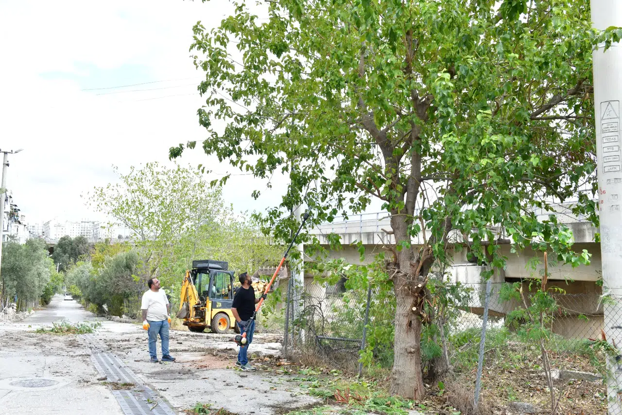 Çiğli’de sonbahar bakımı: Ağaçlar budanıyor, kent güzelleşiyor