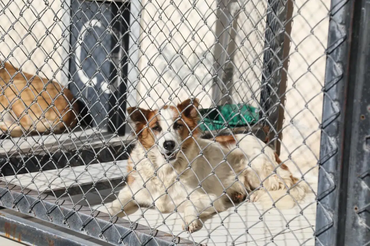 Bayraklı’da gerçeği aratmayan tatbikat: Hayvan Barınağında Orman Yangını Tatbikatı