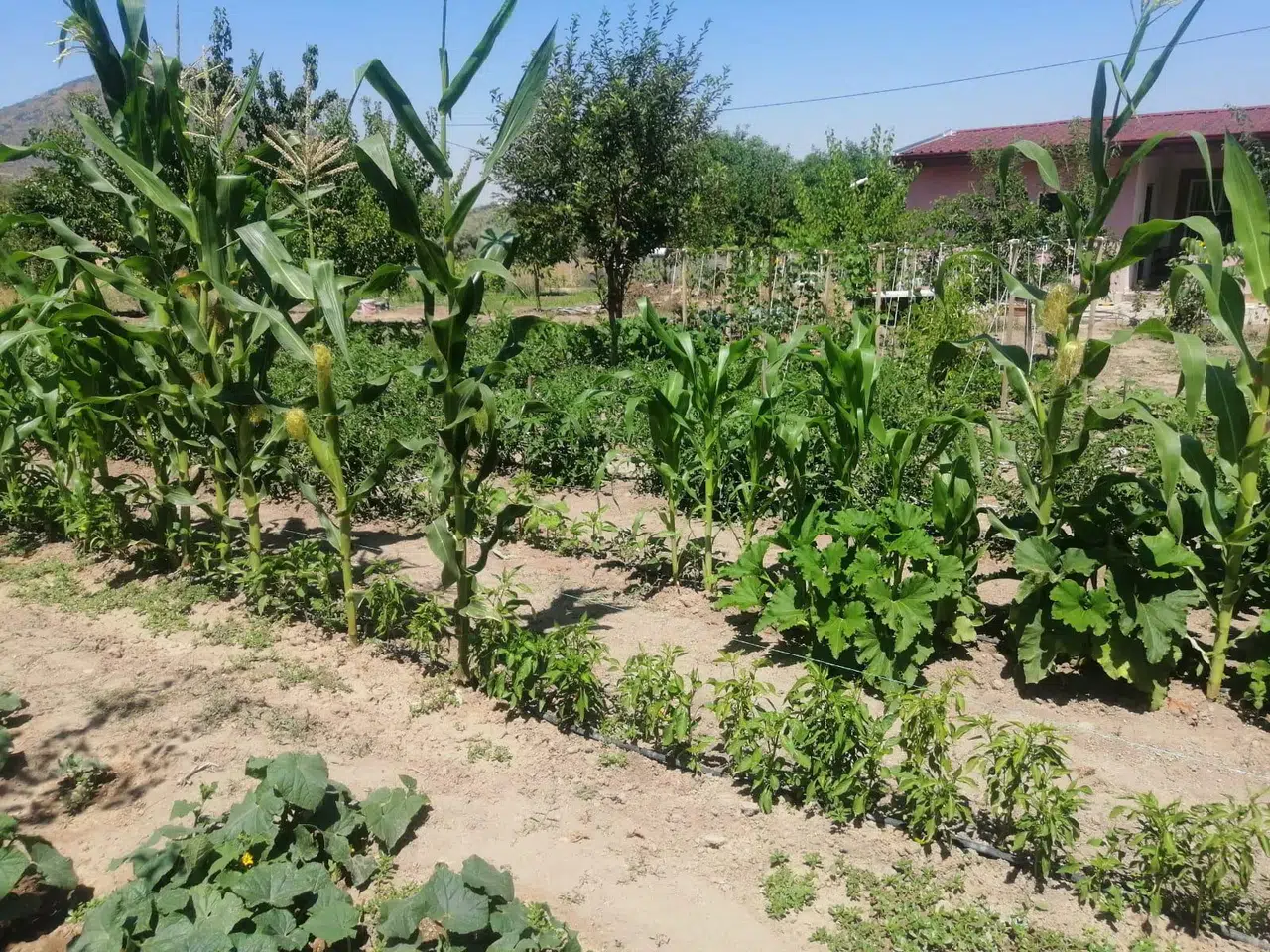 Efes Tarlası Yaşam Köyü’nde Elde Edilen Yerel Tohumlar Anadolu’nun Dört Bir Yanında Filizleniyor