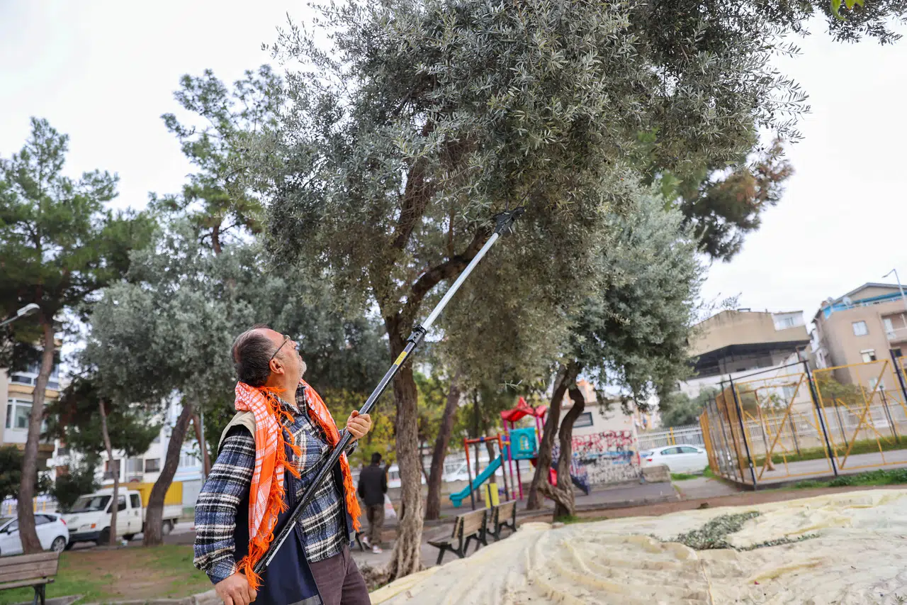 Buca’da zeytin hasadı zamanı