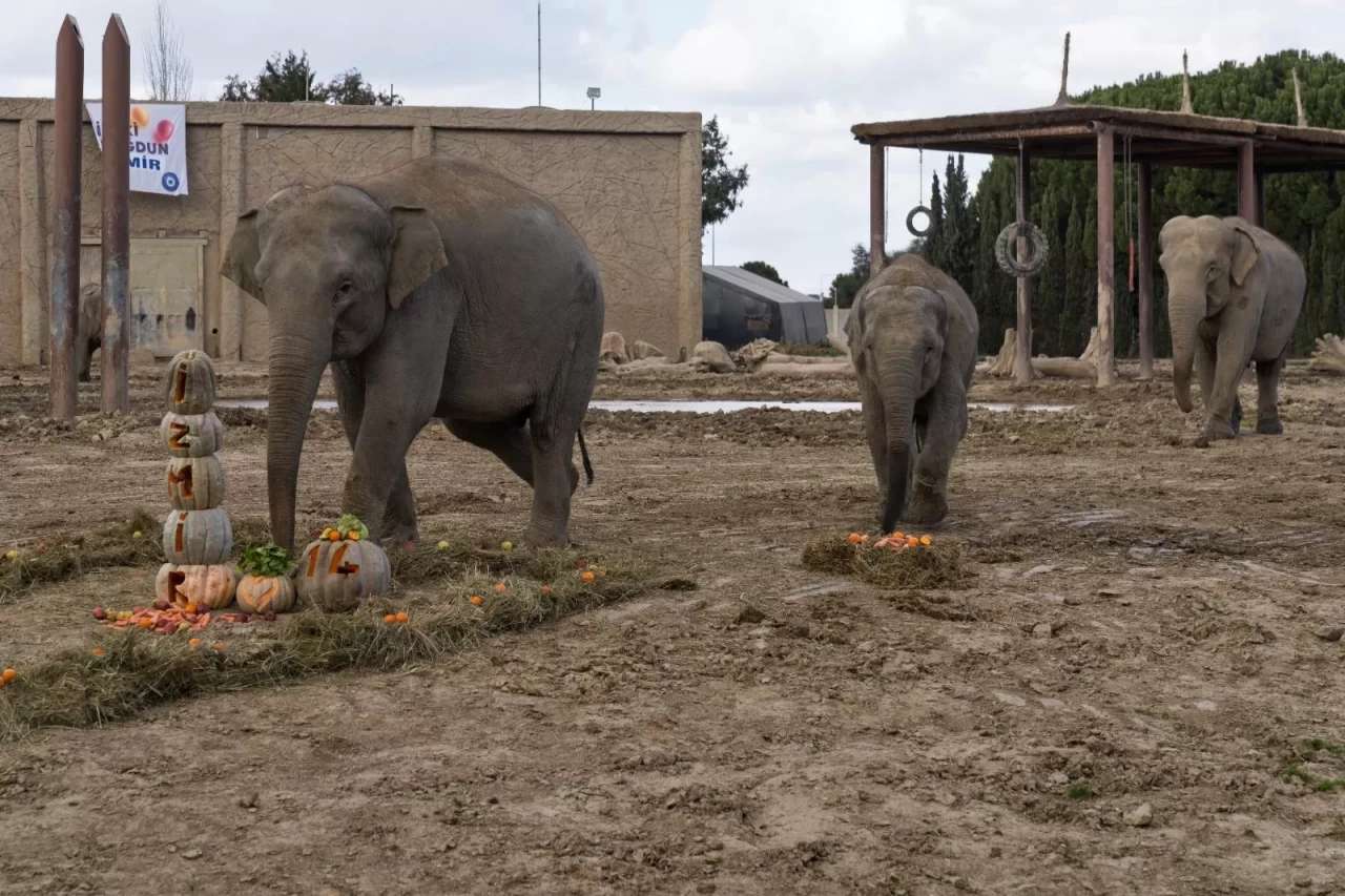 İzmir Doğal Yaşam Parkı'nda Fil İzmir'in 14. Yaş Günü Kutlandı, Ziyaretçiler Büyülenerek İzledi