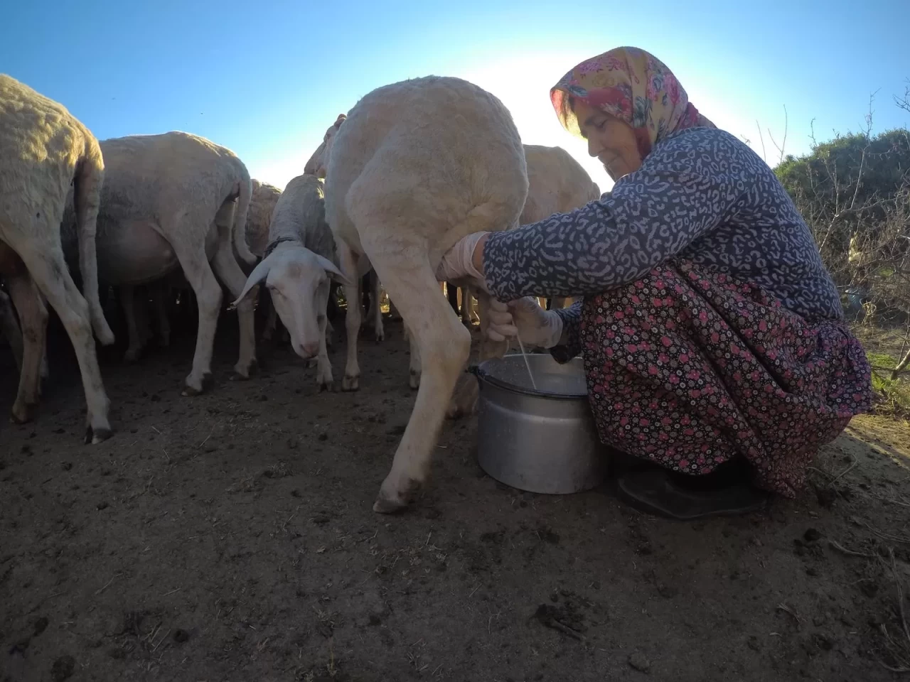 Süt Üreticileri Çaresiz! Taban Fiyat Belirsizliği Üreticiyi Zor Durumda Bırakıyor