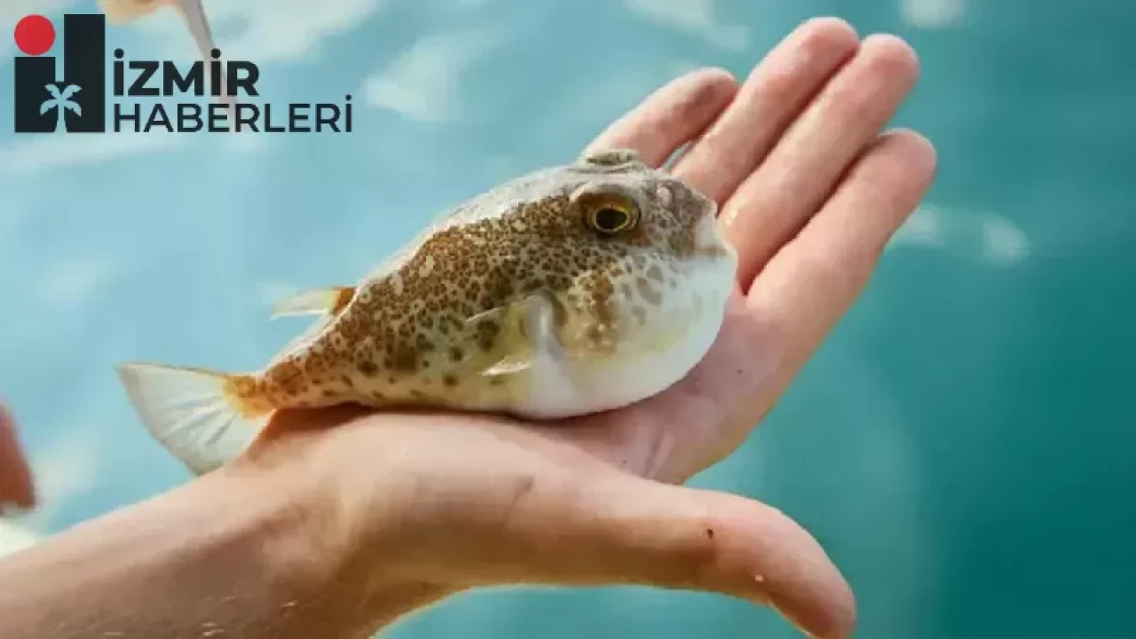 Akdeniz'in İstilacısı Balon Balığına Dev Ceza! Balıkçılar Bu Tehlikeye Dikkat Etmeli