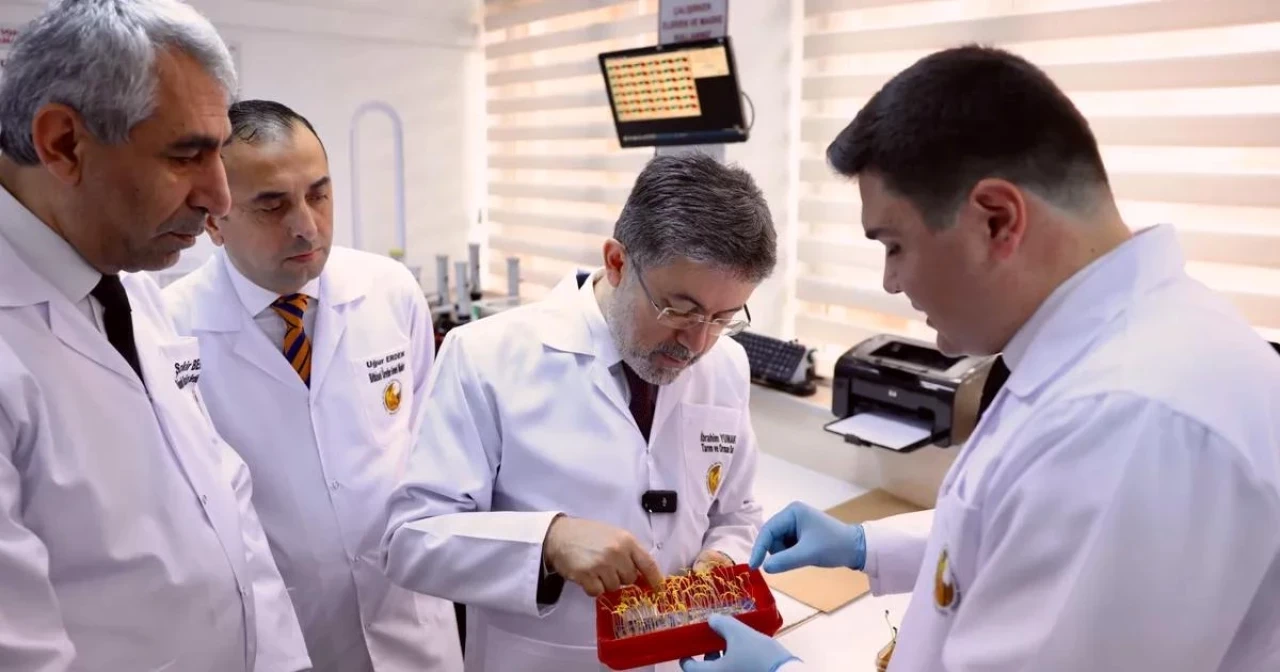 Ata tohumları ulaşılabilir hale geliyor… Tescilli tohum sayısı 49’a çıkacak