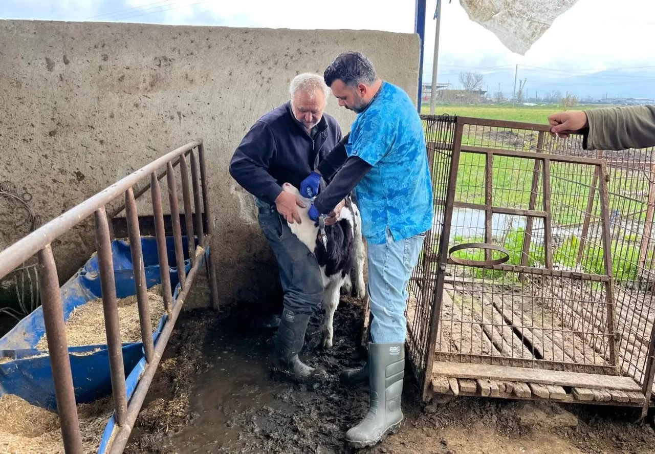 İzmir’de Büyükbaş Hayvanlar İçin Şap Aşılama Kampanyası Başladı! Sağlık ve Verimlilik İçin Kritik Adım