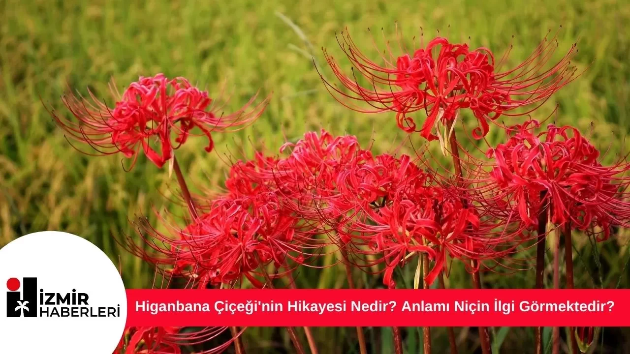 Higanbana Çiçeği'nin Hikayesi Nedir? Anlamı Niçin İlgi Görmektedir?