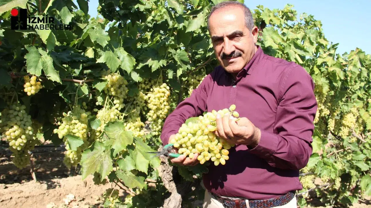 Sultani çekirdeksiz taze üzüm ihracatında 2025 hedefi 100 milyon dolar