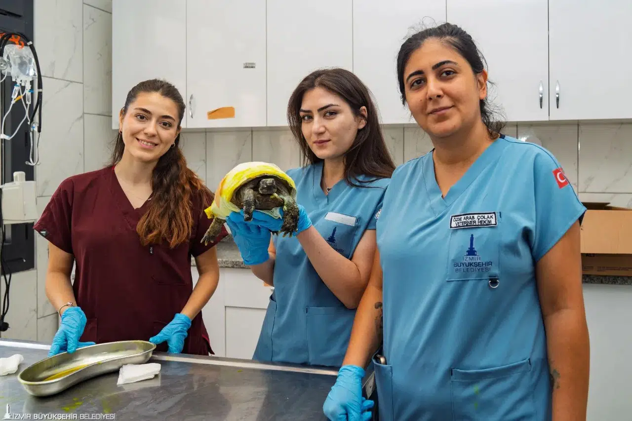 İzmir’de yangından kurtarılan kaplumbağanın tedavisi sürüyor