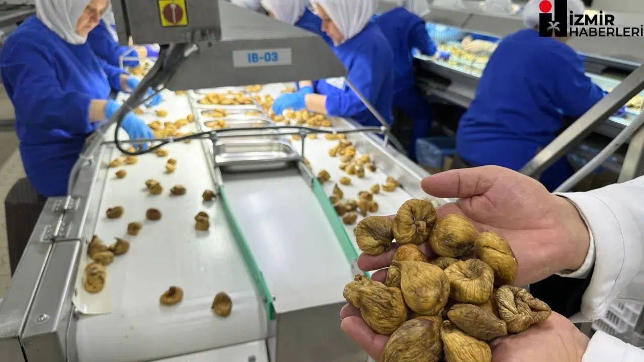 Kuru incirde aflatoksin ve okratoksinle mücadele için üreticilere 19 bin kerevet dağıtıldı