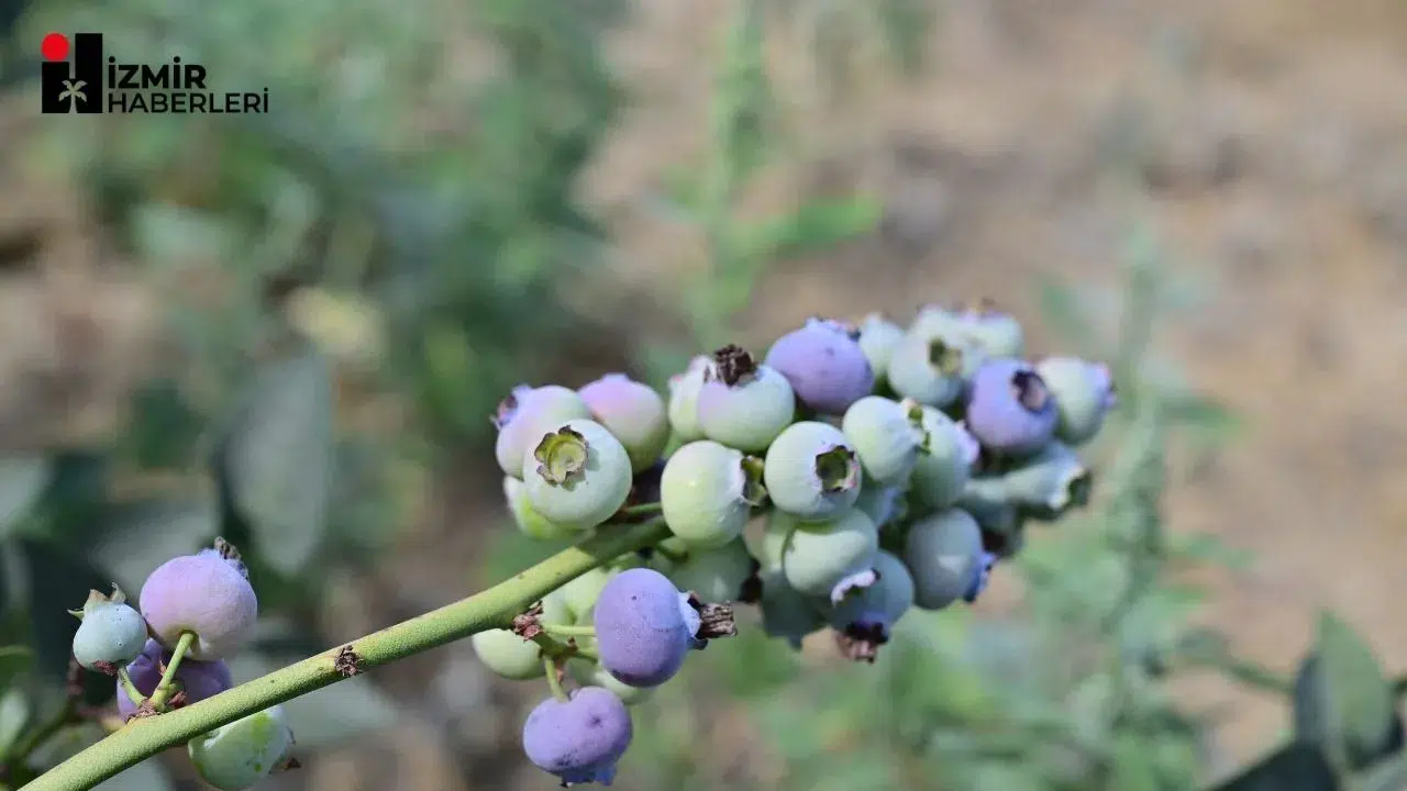 İzmir’in İlk Toprağa Dikim Bluueberry’leri Hasat Edildi..
