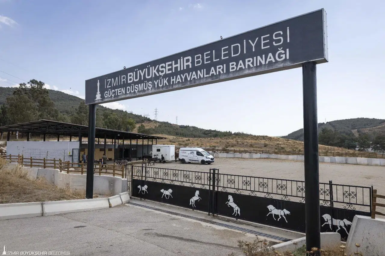 Buca'daki haralara terk edilen sahipsiz atlar Pako'da