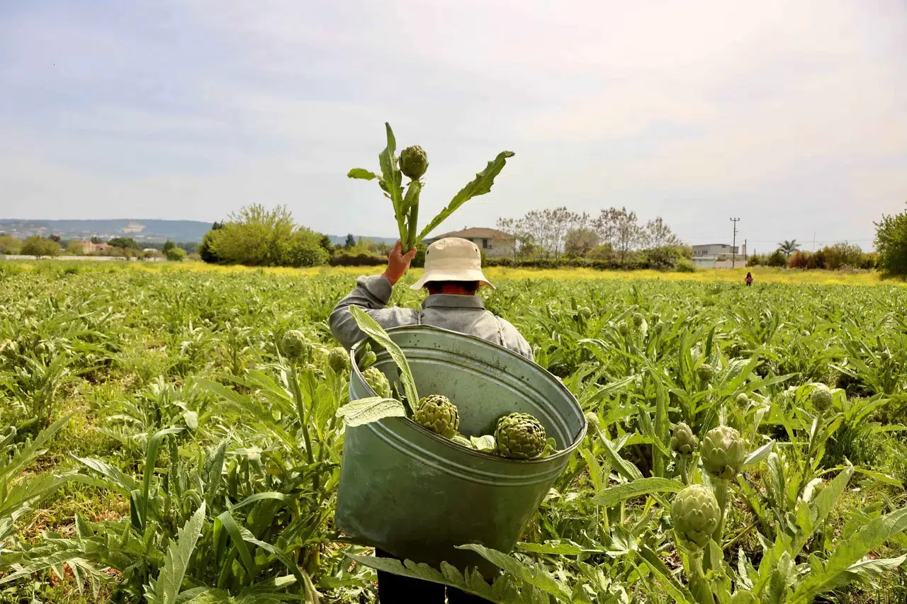 Uluslararası Urla Enginar Festivali 1-2-3 Mayıs’ta