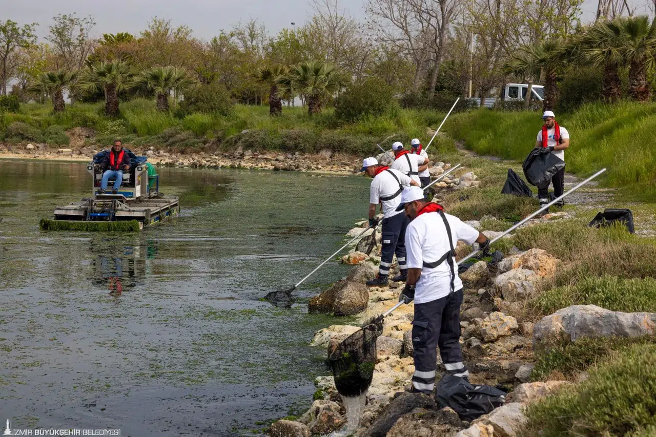 Çakalburnu Lagünü’nden Körfez’e yayılan yosunlara yoğun müdahale