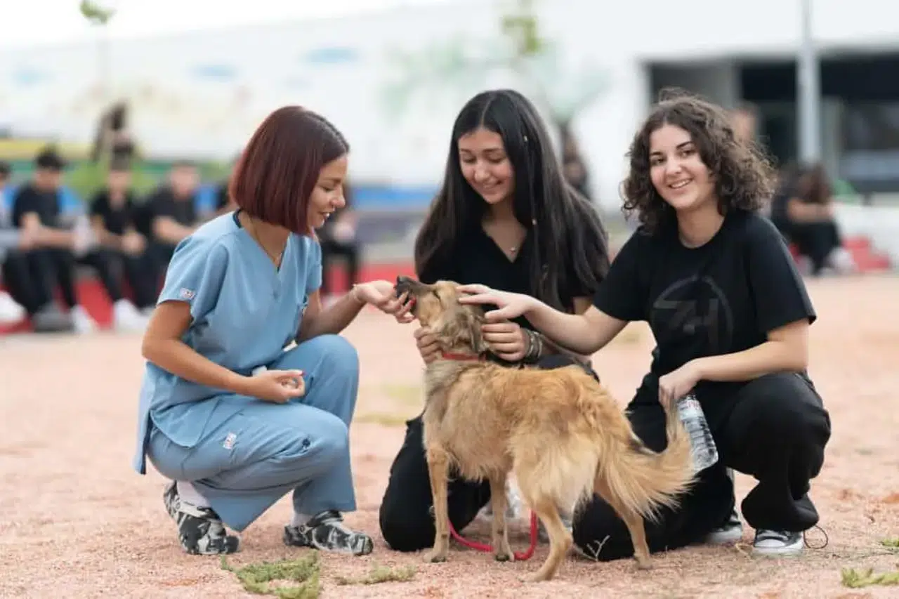 Büyükşehir’den Dikili’ye tam teşekküllü sokak hayvanları kampüsü