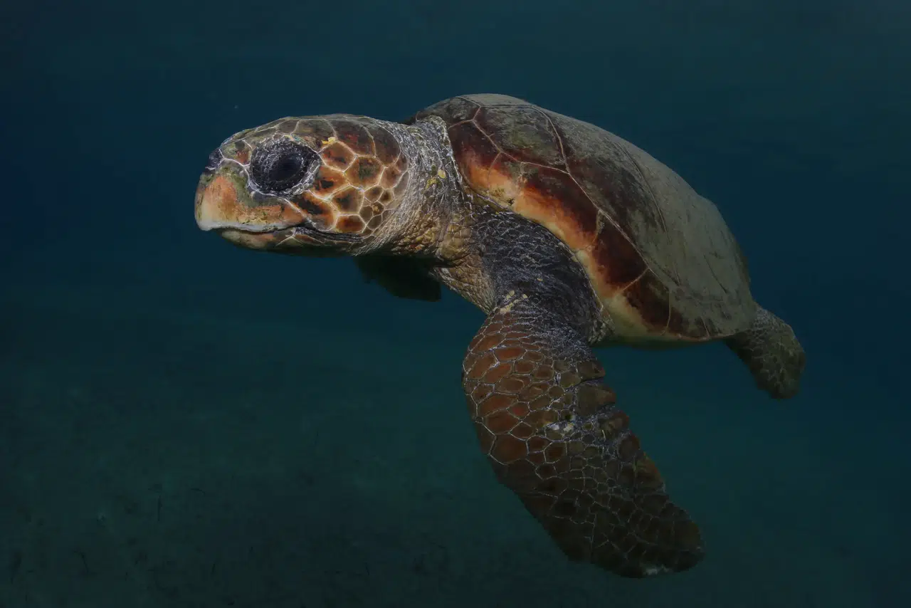 Kuşadası ve Selçuk'ta 3 caretta caretta sahilde ölü bulundu