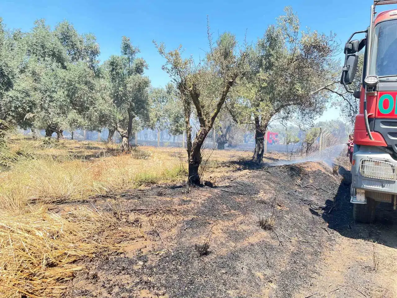 Bayındır'da alevler tarım arazilerini tehdit etti: Ekipler zamanla yarıştı