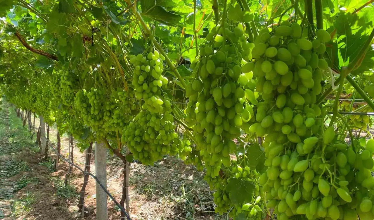 Manisa üzümünde sıcaklık alarmı: Hasadı kurtaracak altın değerinde tavsiyeler