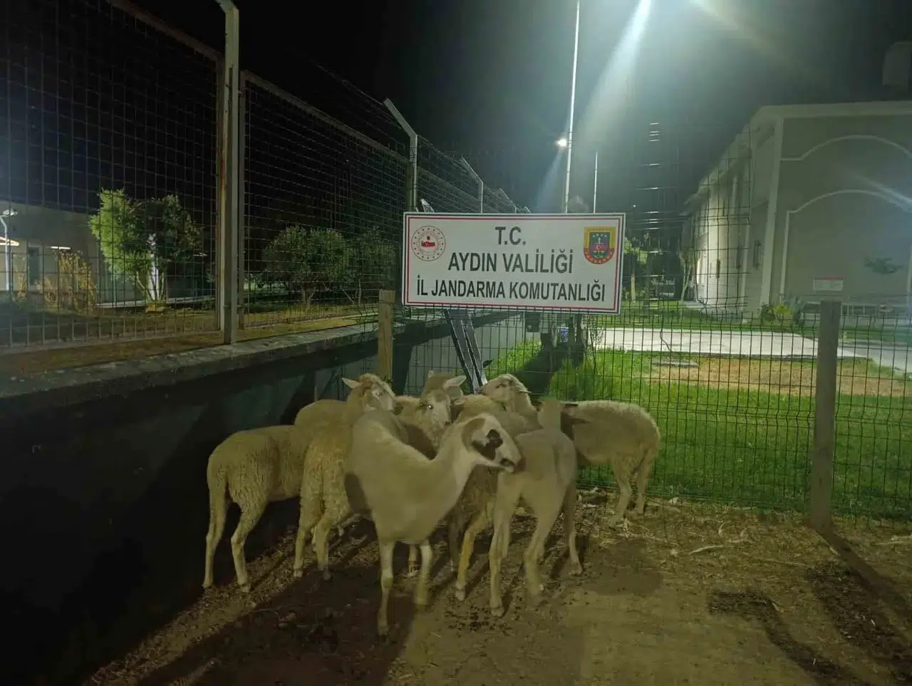 Koçarlı’da besiciyi şoke eden hırsızlık: Jandarma şüpheliyi cezaevine gönderdi