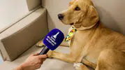 Patili dost Bal, merkezin neşesi oldu