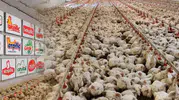 Tavuk Eti Sektöründe Fiyat Tekeli: Müfettiş Raporunun Gizli Detayları