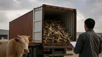 Çin Afrika ülkelerinden neden kemik ithal ediyor ve bu ticaretin ardındaki sebepler neler?