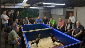 İzmir’de horoz dövüşü operasyonu: Çiftlik mühürlendi, 130 bin lira ceza kesildi