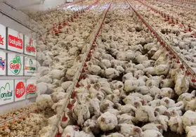 Tavuk Eti Sektöründe Fiyat Tekeli: Müfettiş Raporunun Gizli Detayları
