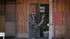 İyileşen kızıl geyik Paşa yeni yuvasında