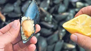 İzmir Körfezi’ndeki kum midyelerinde parazit çıktı