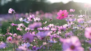 2026 Cemre Düşme Tarihleri ve Anlamı