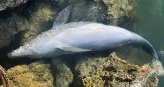 İzmir'de balıkçı ağına takılan yunus karaya vurdu, kurtarılamadı