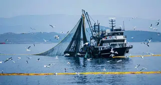 Denizlerde Av Yasağı 15 Nisan'da Başlıyor