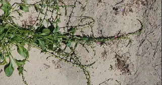 Egeli Akademisyen AB Destekli “HALO-FORCE” Projesinde yer aldı