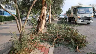 Buca’da budama seferberliği