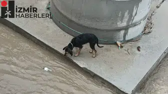 Dereye düşen köpek itfaiye ekipleri tarafından kurtarıldı