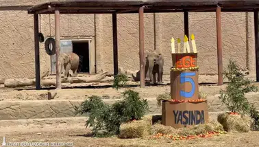 Fil ailesinin neşesi Ege 5 yaşına girdi