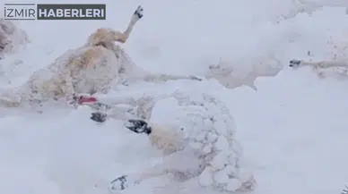 Sivas Kangal'da Kar Yağışı Felaketi: 100'den Fazla Hayvan Telef Oldu