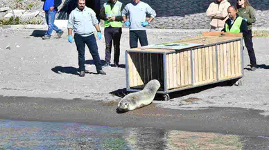 Tedavisi tamamlanan Akdeniz foku mavi sularla buluştu