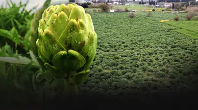 Urla Sakız Enginarında Hasat Gecikmeli Başladı