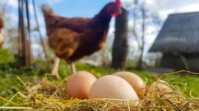 İzmir’de Tavuk Çiftliğinde Feci Kaza: Genç Kadın Hayatını Kaybetti