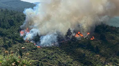 İzmir ve Uşak'taki Orman Yangınları: Doğa ile Savaş