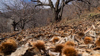 İzmir Büyükşehir Belediyesi, Kestane Kanserine Karşı Sahada Eğitim ve Destek Veriyor