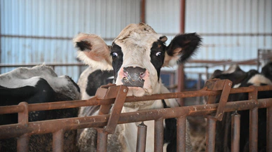 Manisa'da 'Tek Dam' Projesiyle Süt Hayvancılığına Destek Veriliyor