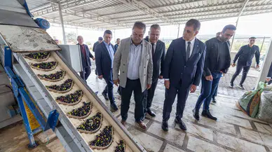 Sezonun ilk zeytinyağı Başkan Tugay’dan