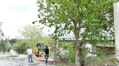 Çiğli’de sonbahar bakımı: Ağaçlar budanıyor, kent güzelleşiyor