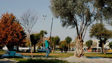 BALÇOVA BELEDİYESİ’NDEN KENTİN BEREKETİNE SAHİP ÇIKAN ÖRNEK ÇALIŞMA