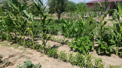 Efes Tarlası Yaşam Köyü’nde Elde Edilen Yerel Tohumlar Anadolu’nun Dört Bir Yanında Filizleniyor