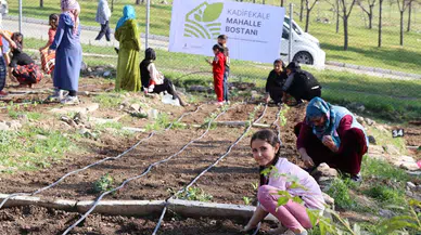 Mahalle bostanlarında kış dikimleri başladı